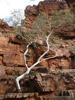 _and the trees grow out of nowhere